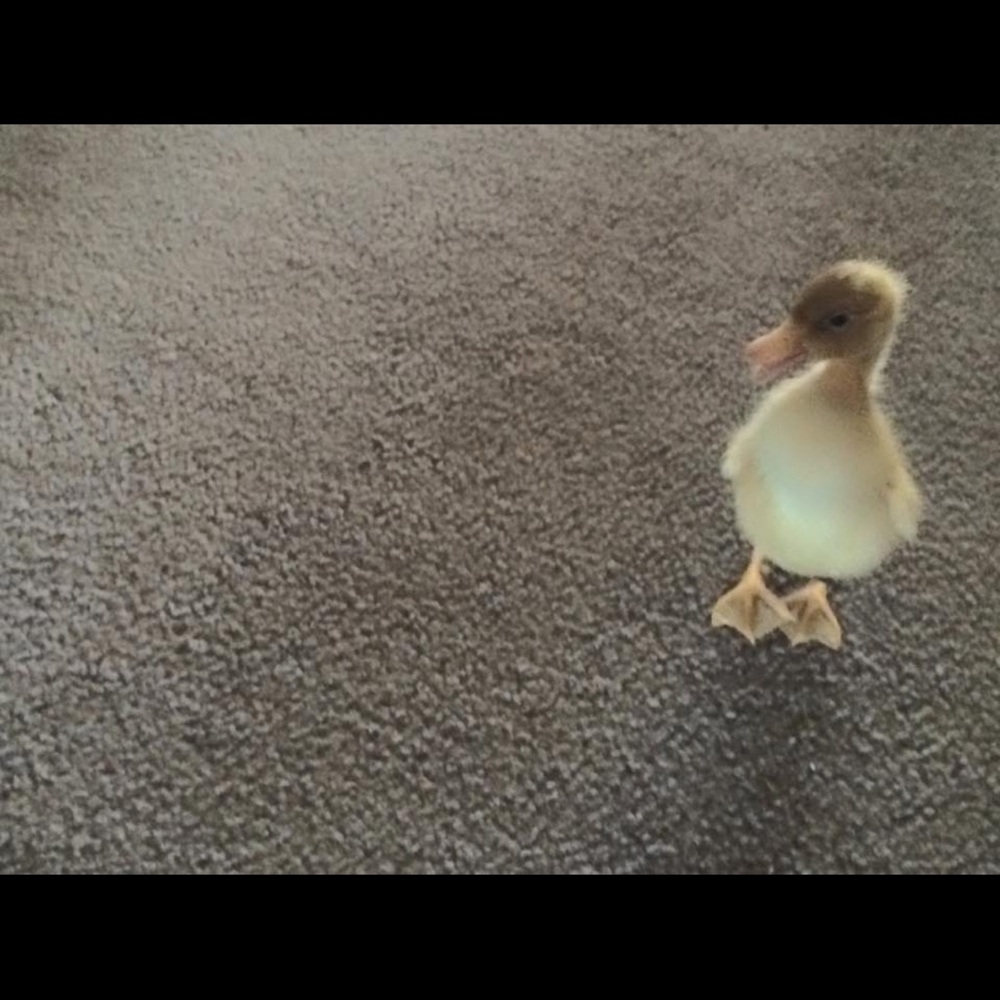 Adorable Duckling Photo